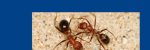 Dr. Irena Maček vodilna avtorica članka v reviji Molecular Ecology